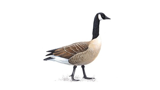 Canada Goose
