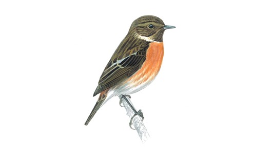 A Female Stonechat