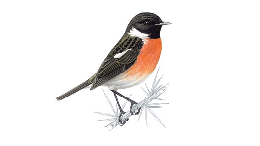 A Male Stonechat