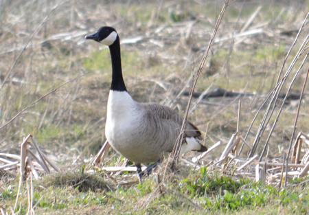 Canada Goose at Lopwell Dam