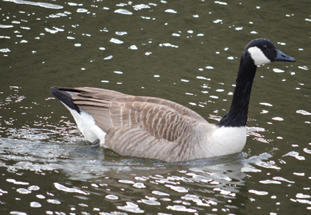 Canada Goose at Lopwell Dam
